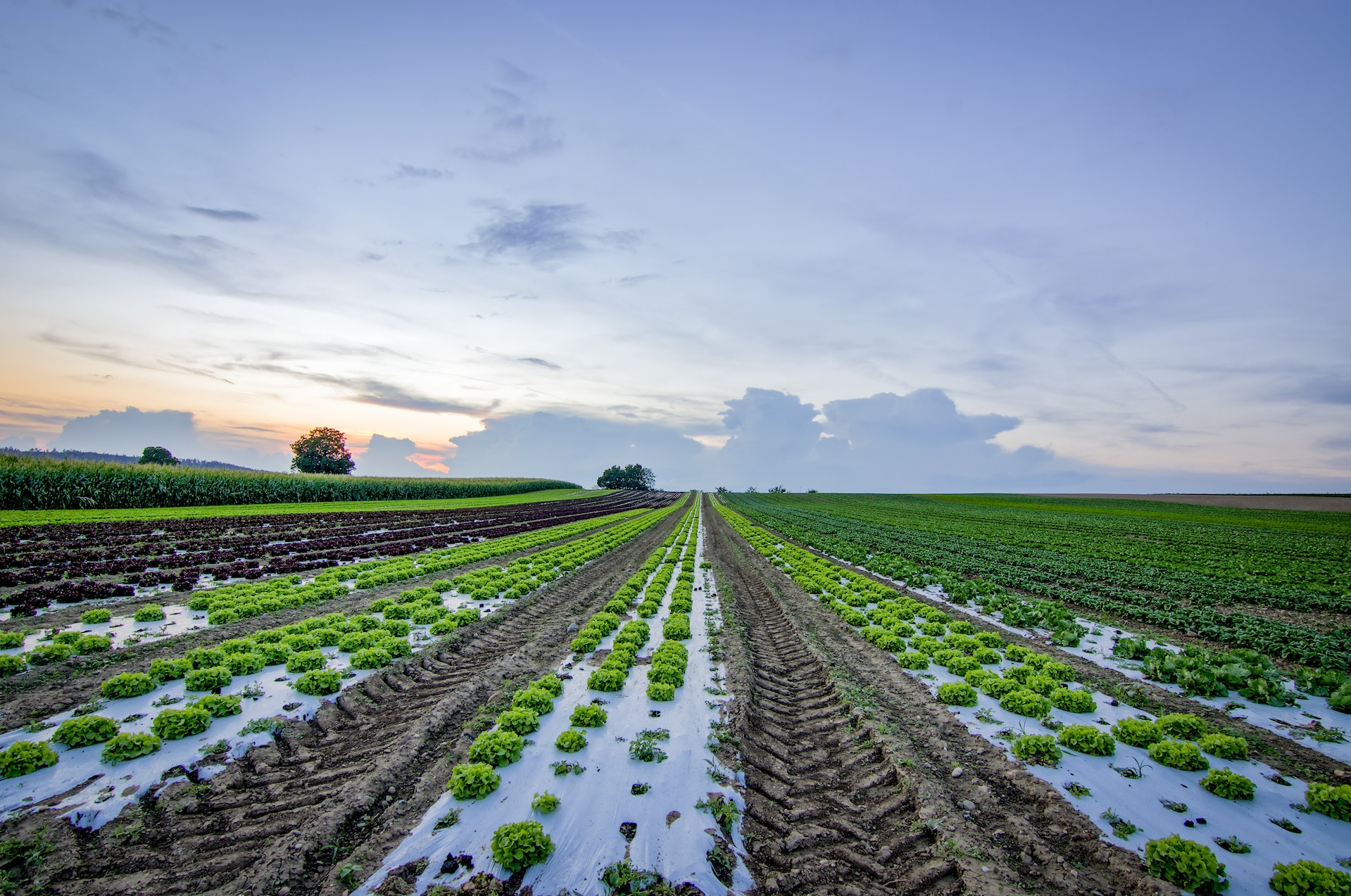 Soil, Surface Water, and Groundwater Assessment and Remediation